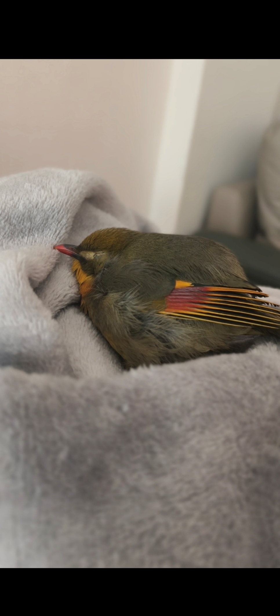 如图片无法显示，请刷新页面